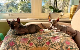 Sphynx cats for sale: Dwelf and Elf kittens - Image 16