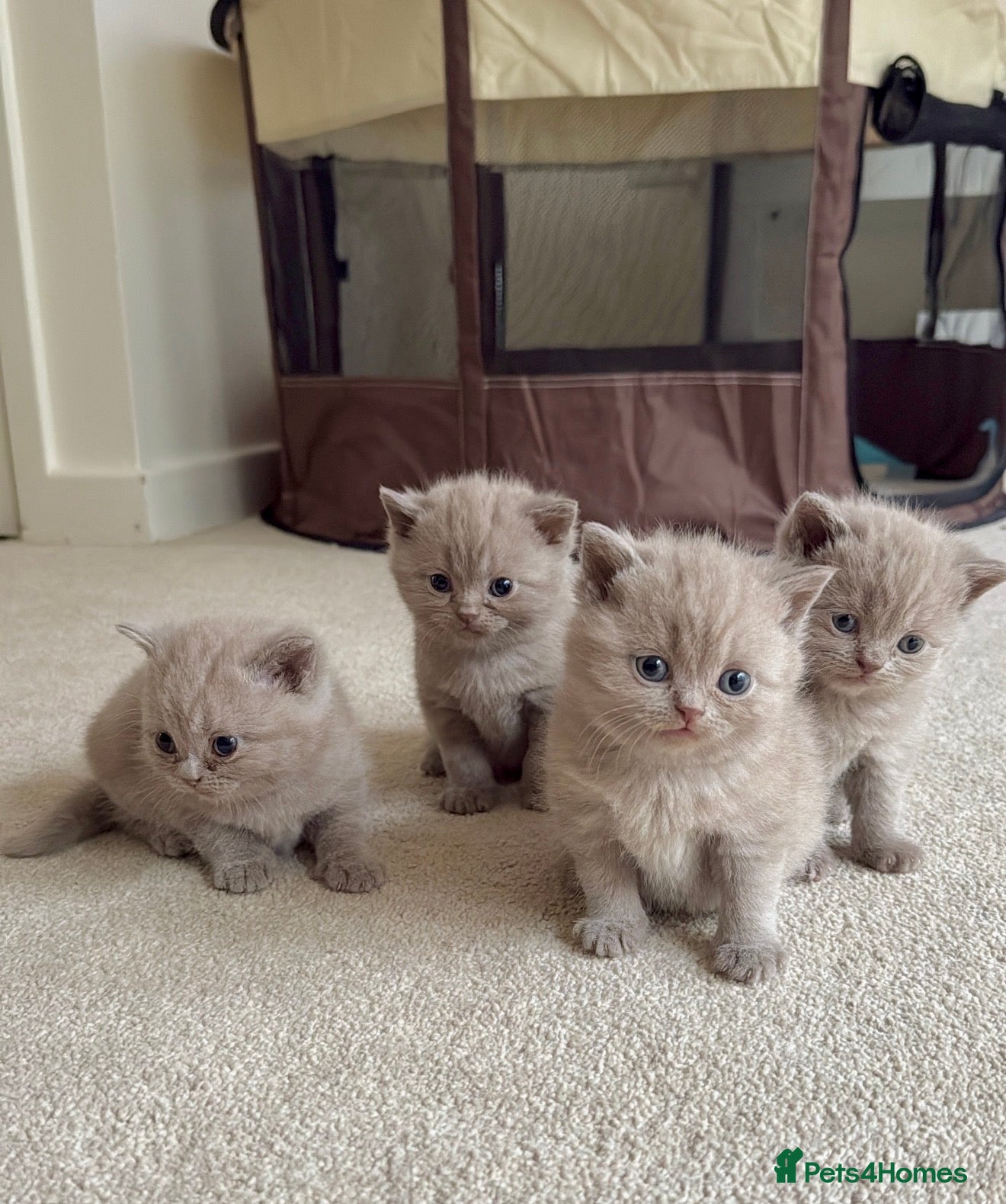 Scottish Fold cats 🐾 Adorable Scottish Straight Kittens for Sale 🐾 - Advert 1