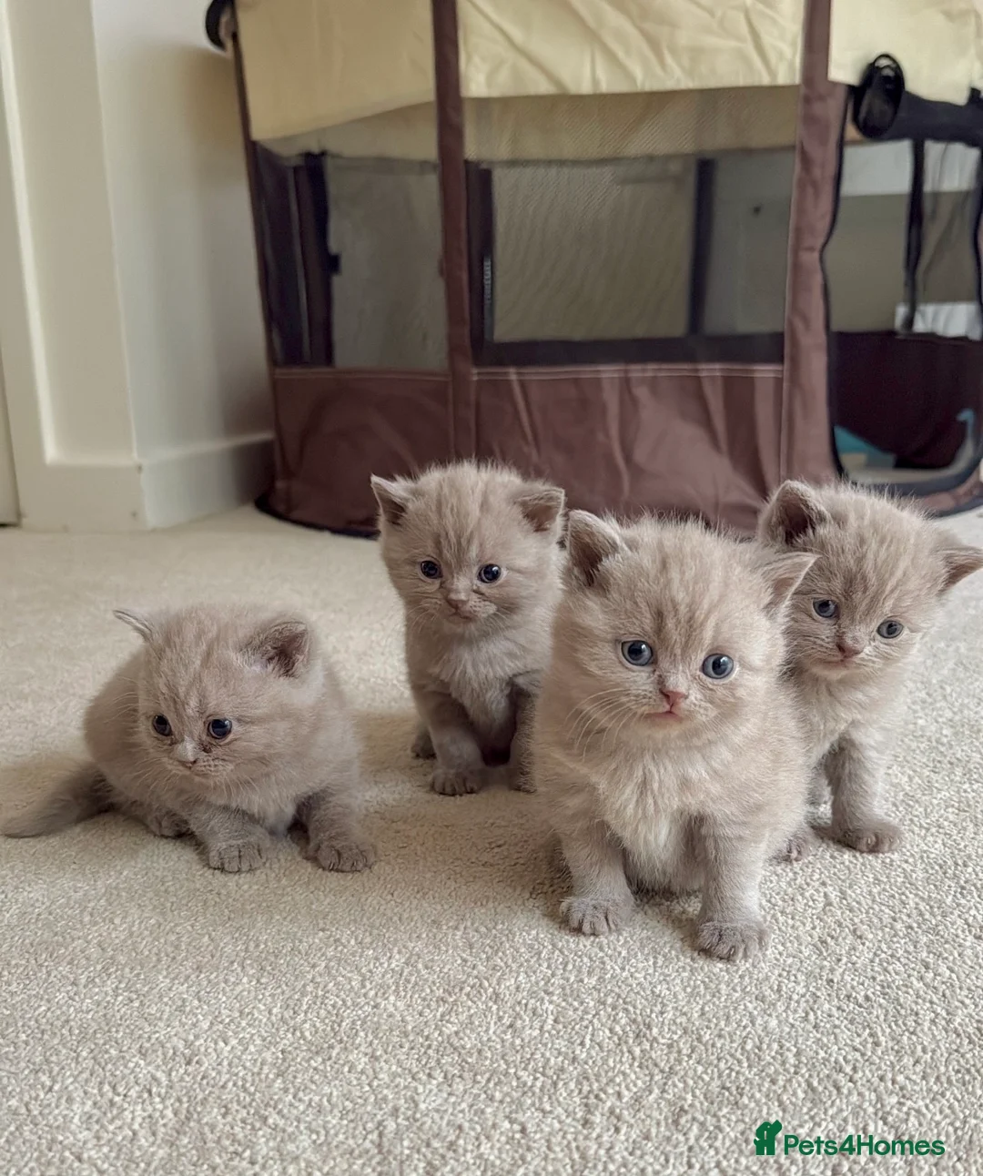 Scottish Fold cats for sale: 🐾 Adorable Scottish Straight Kittens for Sale 🐾 - Advert 1