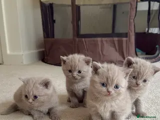 Scottish Fold cats 🐾 Adorable Scottish Straight Kittens for Sale 🐾 - Advert 1
