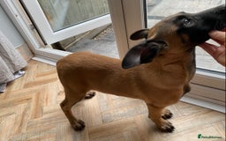 German Shepherd dogs for sale: Dutch herder (Dave)  - Advert 3