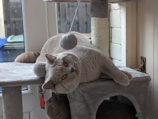 British Shorthair cats GCCF CHAMPION,TICA registered in Barnsley - Advert 5