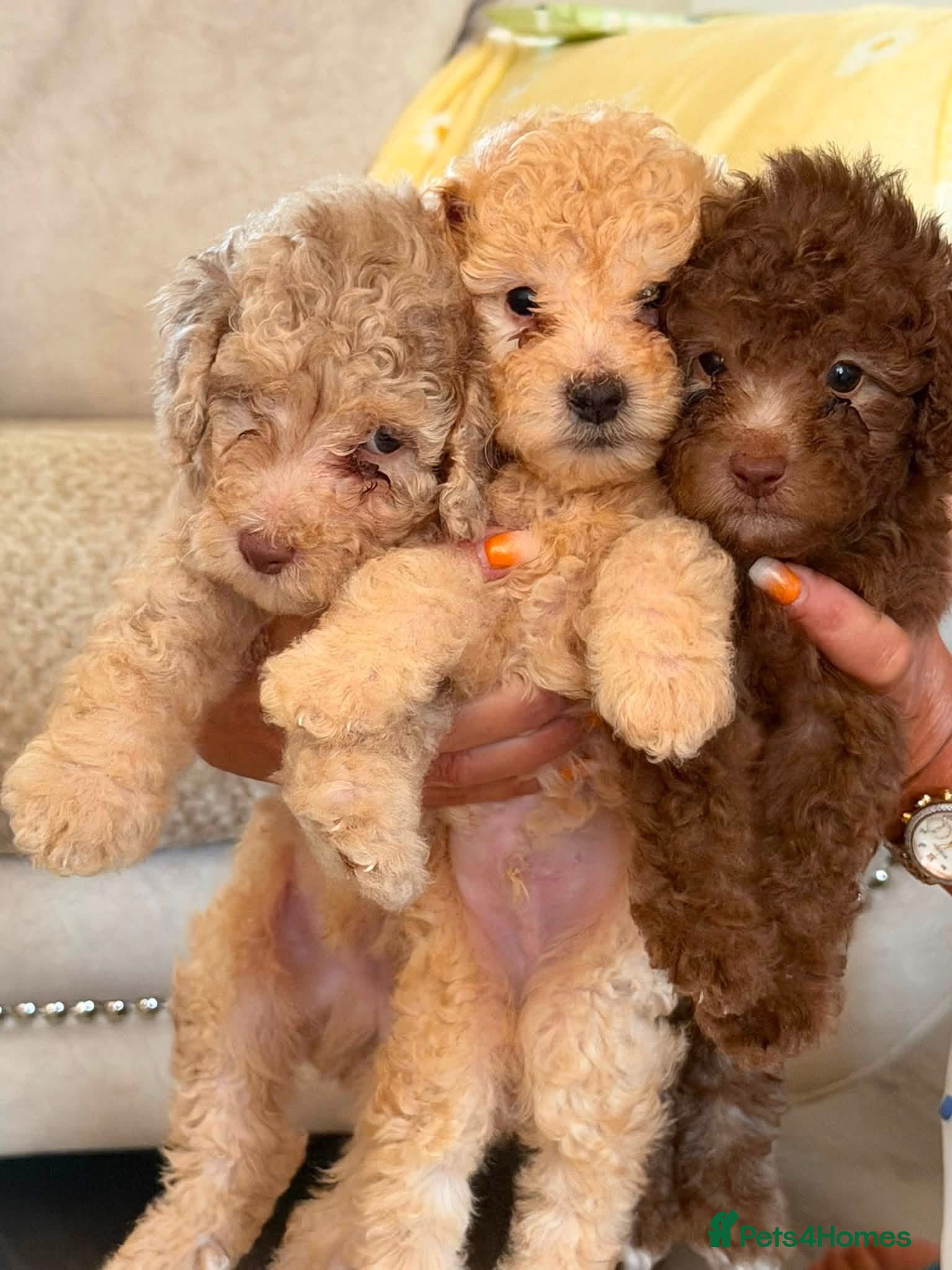 Miniature Poodle dogs Miniature poodles  - Advert 5