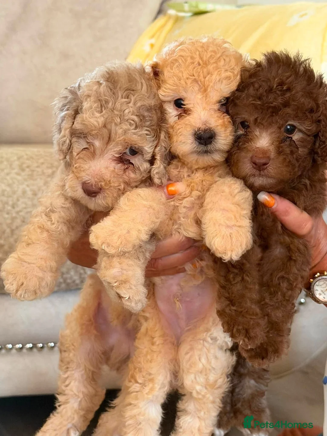 Miniature Poodle dogs for sale: Miniature poodles  - Advert 1