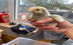 Chickens poultry for sale: Wyandottes, orpingtons - Image 4