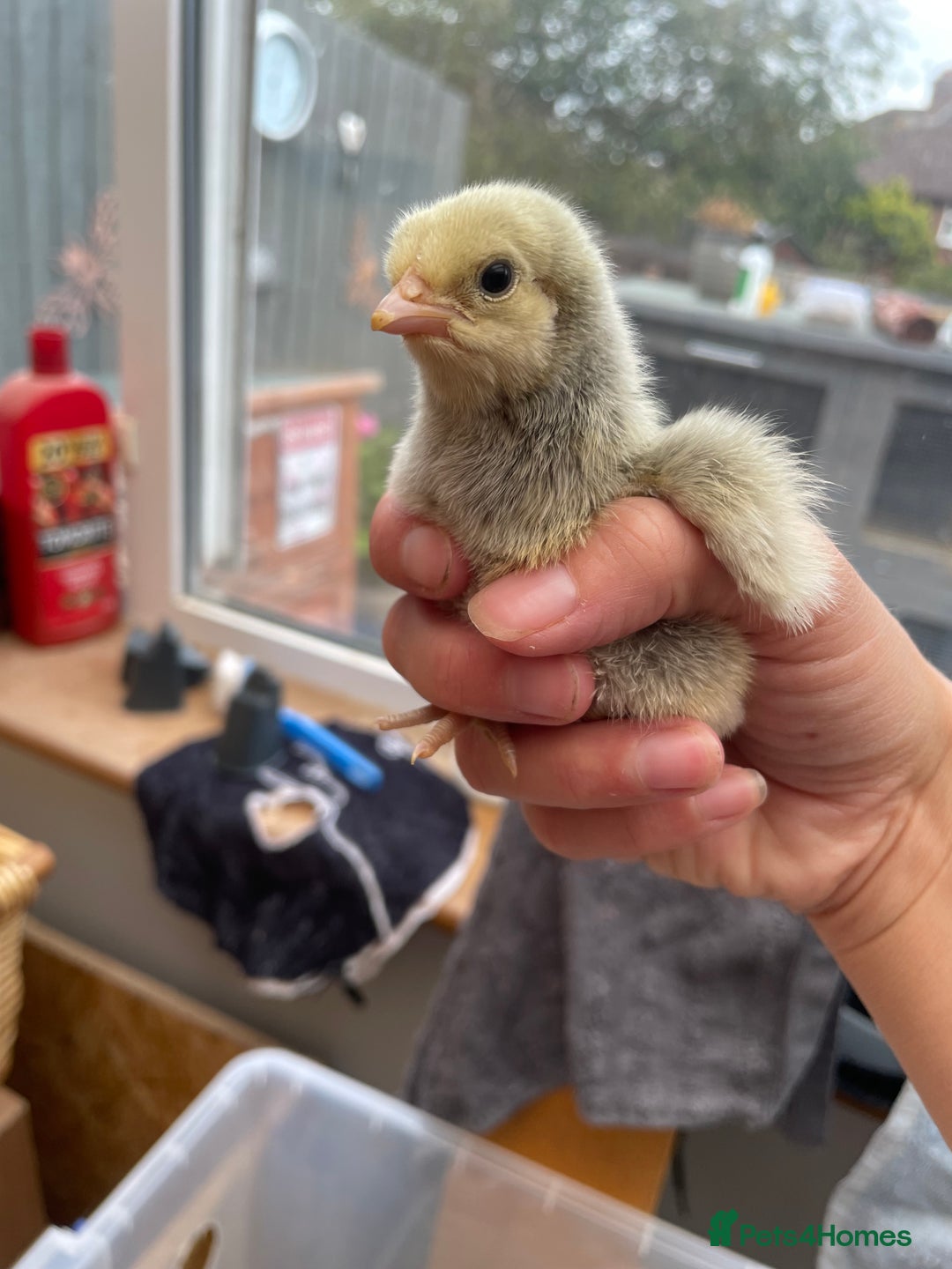 Chickens poultry for sale: Wyandottes, orpingtons - Image 4