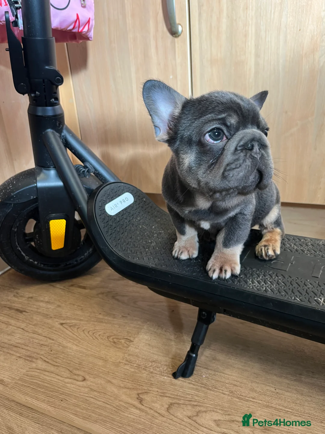 French Bulldog dogs for sale: French bulldog full pink, blue tan pink carrier  - Advert 15