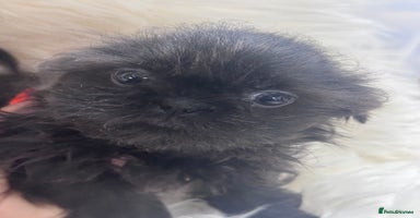 Shih Tzu dogs - Advert 7
