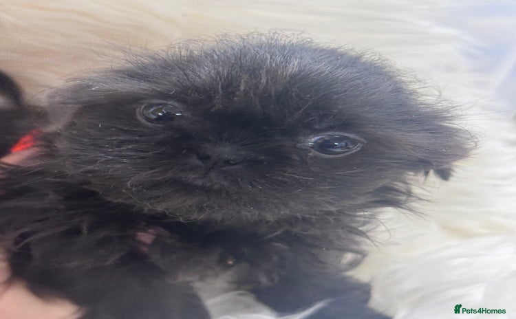 Shih Tzu dogs - Advert 8