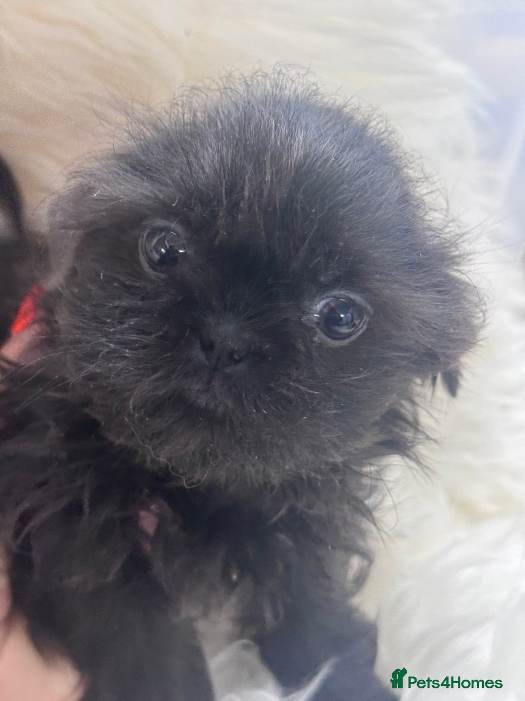 Shih Tzu dogs for sale: Beautiful Blues -Shihtzus - Image 1
