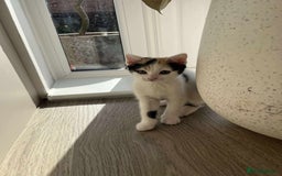 Mixed Breed cats for sale: Cute mixed Bengal kittens  - Image 14