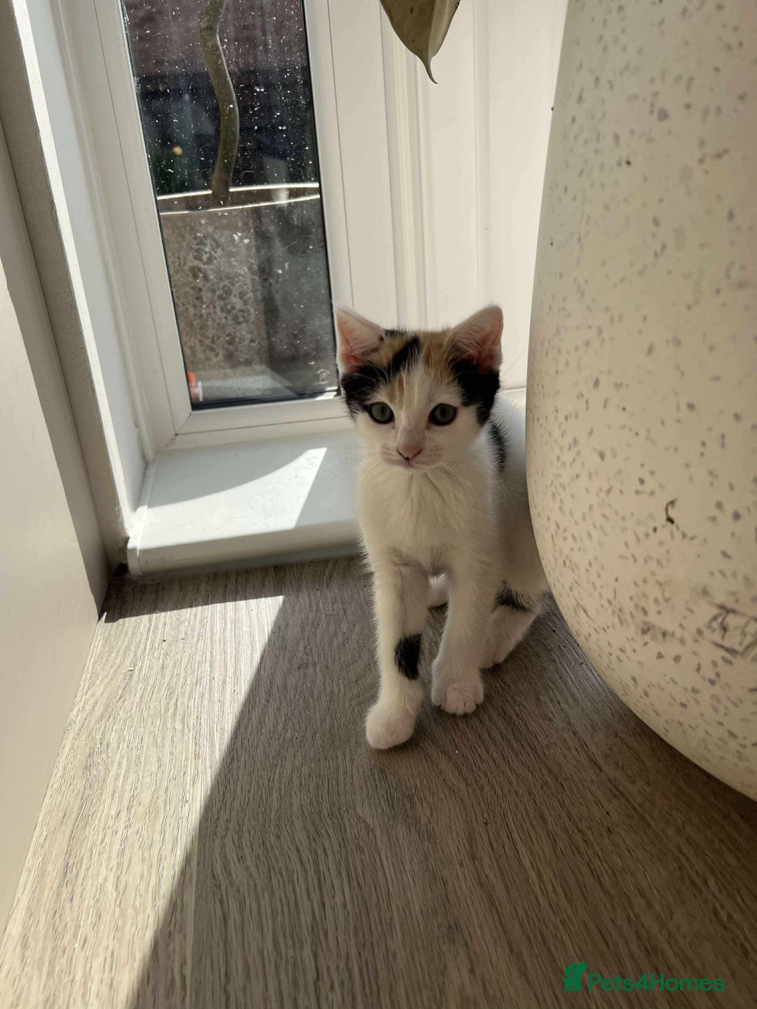 Mixed Breed cats for sale: Cute mixed Bengal kittens  - Image 14