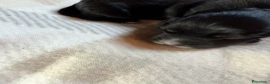 Cocker Spaniel Puppy 4