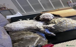 Cockapoo dogs for sale: 2 year old female cockapoo for sale  - Image 4