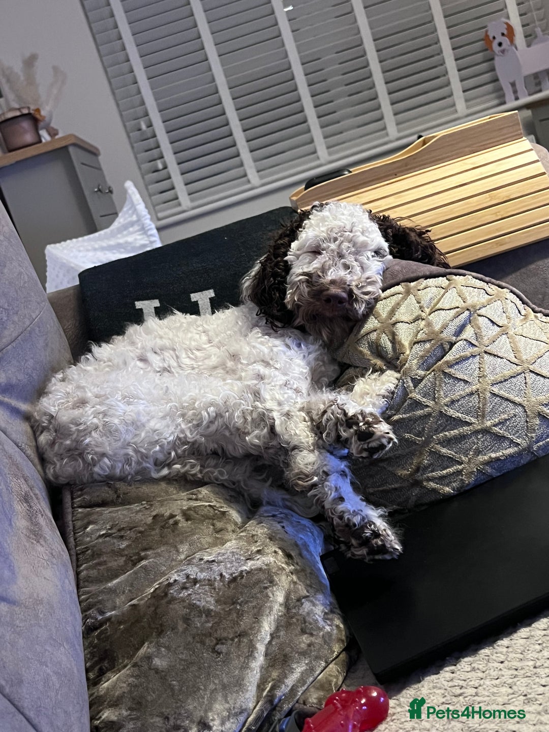 Cockapoo dogs for sale: 2 year old female cockapoo for sale  - Image 4