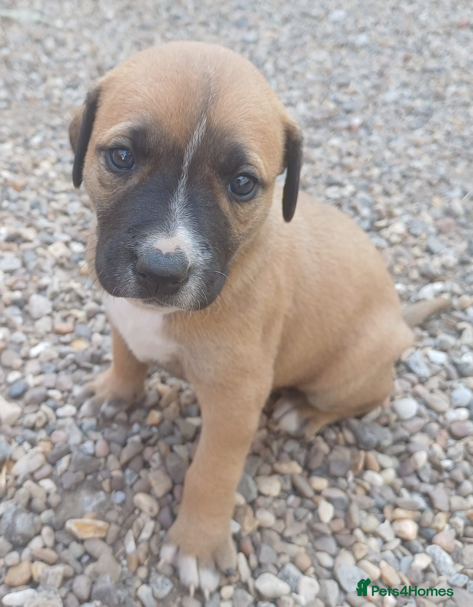 Mixed Breed dogs Lurcher bull puppies for sale - Advert 2