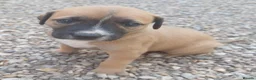 Mixed Breed dogs for sale: Lurcher bull puppies for sale - Advert 3