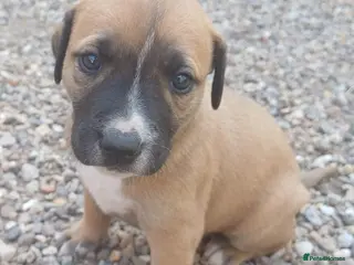 Mixed Breed dogs Lurcher bull puppies for sale - Advert 2