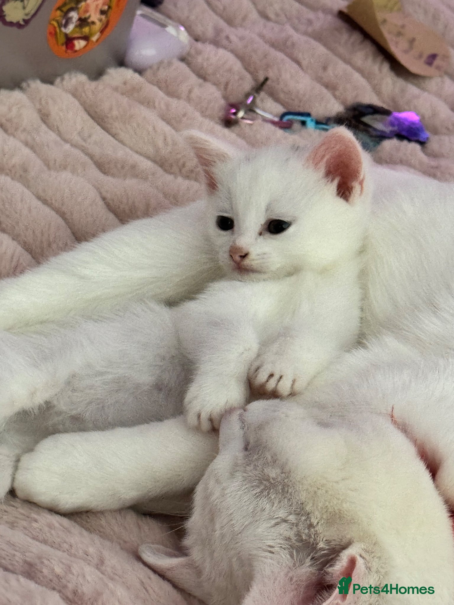 Mixed Breed cats kittens ready for forever homes  - Advert 2