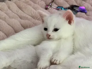 Mixed Breed cats kittens ready for forever homes - Advert 6