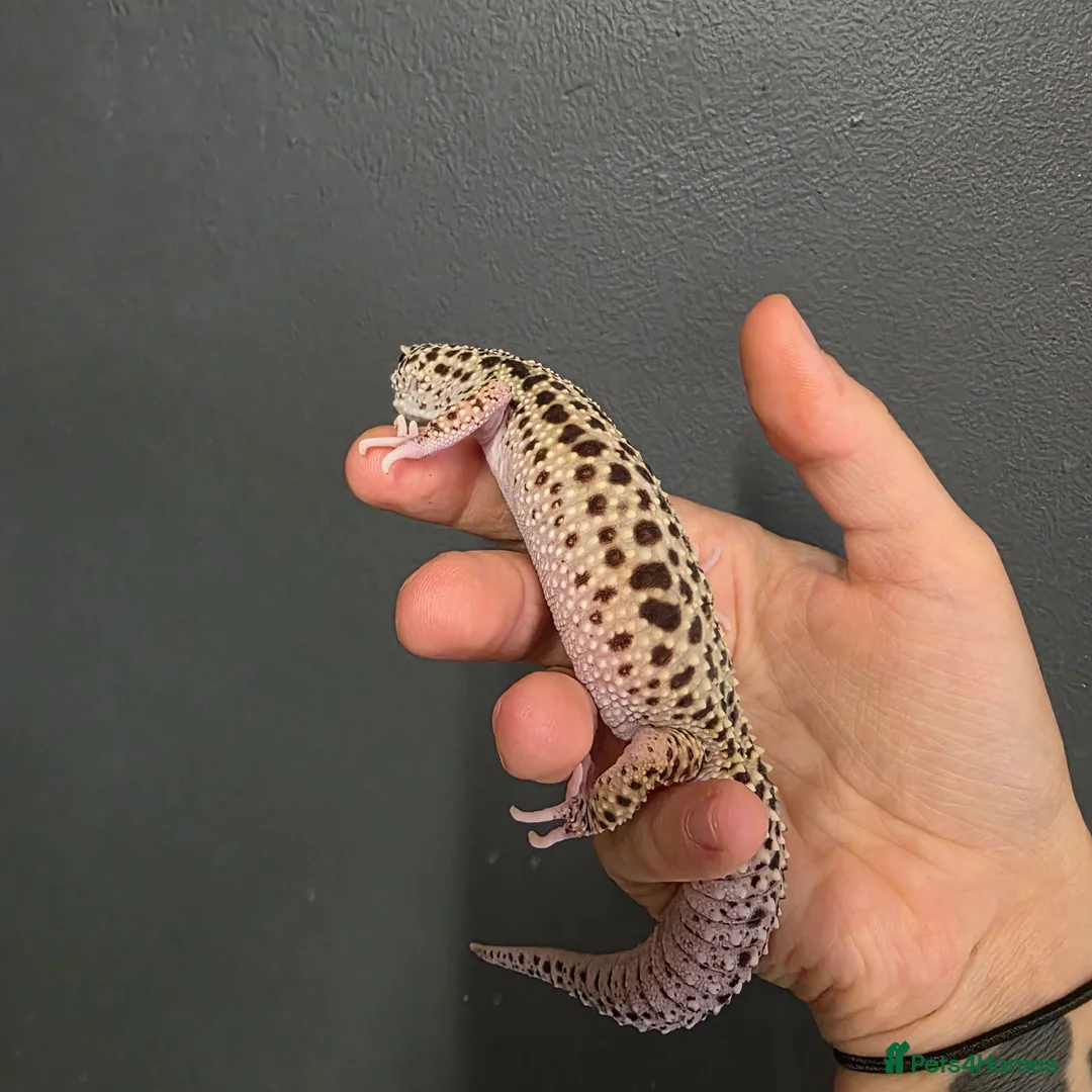 Leopard Gecko reptiles for sale: Lovely leopard gecko in Hitchin - Advert 2