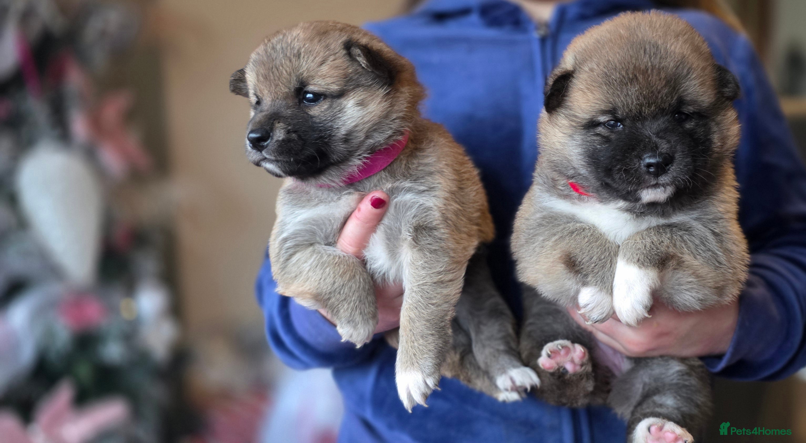 Japanese Shiba Inu dogs Healthy Kc reg Shiba babies - Advert 5