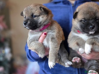 Japanese Shiba Inu dogs Healthy Kc reg Shiba babies - Advert 5