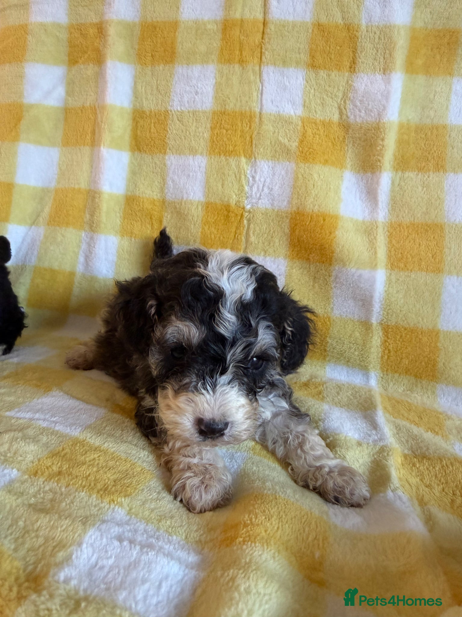 Maltipoo dogs Stunning Maltipoo Puppies – Teddy Bear Ready Soon - Advert 1