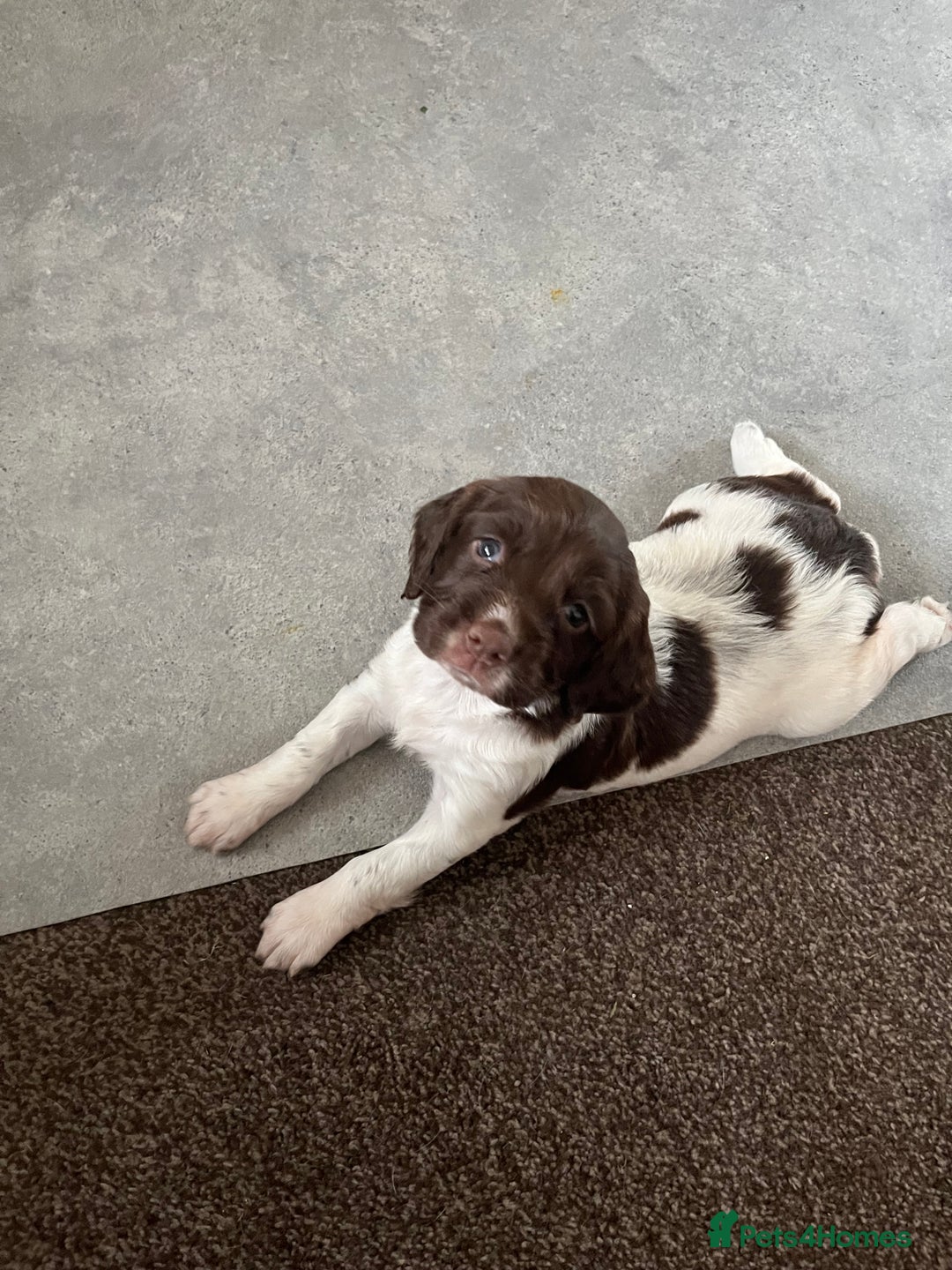 English Springer Spaniel dogs for sale: KC English springer spaniel puppies  - Image 10