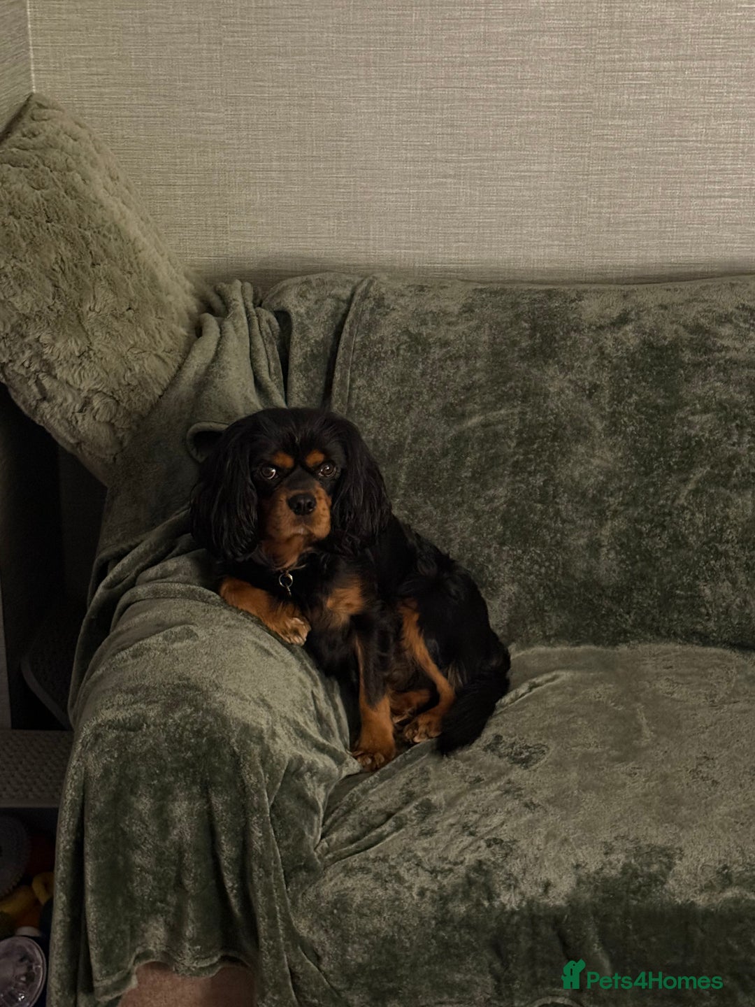 Cavalier King Charles Spaniel dogs for stud: Black & Tan cavalier King Charles spaniel stud  in Ferryhill - Advert 1