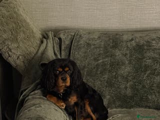 Cavalier King Charles Spaniel dogs Black & Tan cavalier King Charles spaniel stud in Ferryhill - Advert 16