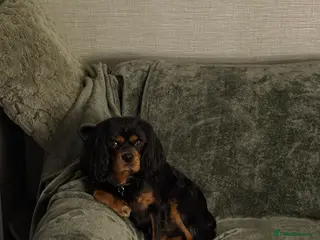 Cavalier King Charles Spaniel dogs Black & Tan cavalier King Charles spaniel stud in Ferryhill - Advert 19