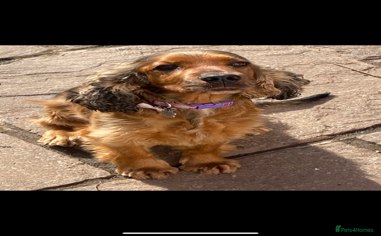Cocker Spaniel dogs - Advert 9