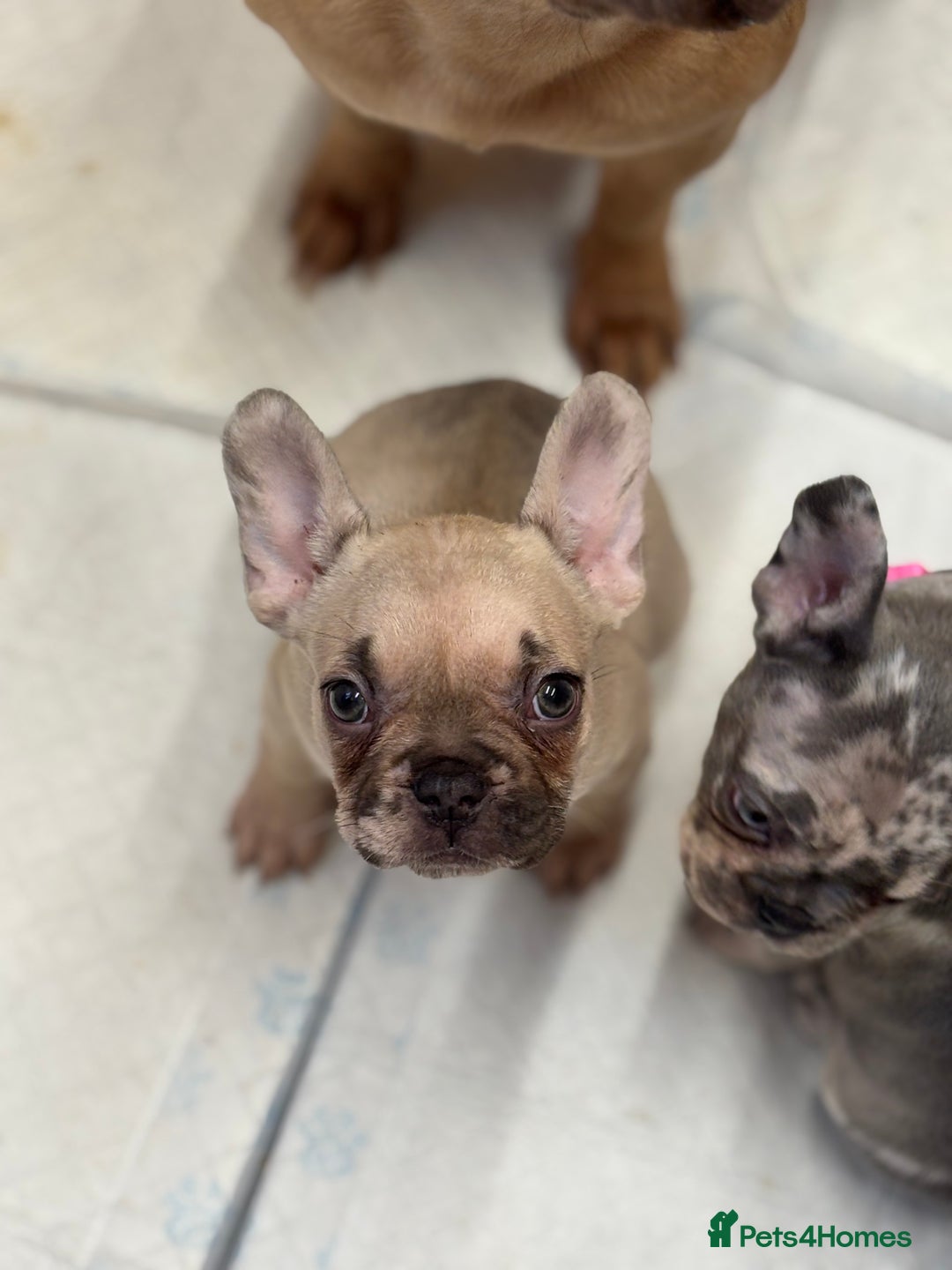 French Bulldog dogs for sale: 💕Adorable French bulldogs💕 - Advert 15