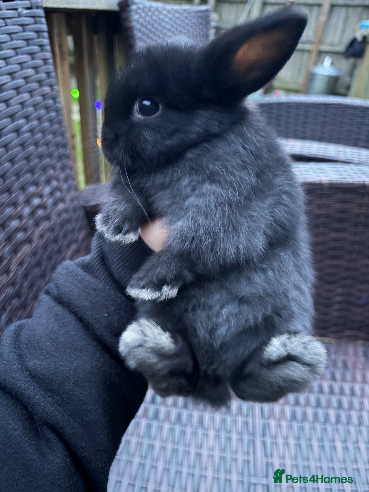 Mini Lion Lop rabbits 3x boy bunnies pure black ready  (Halloween) - Advert 10