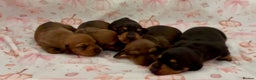 Miniature Dachshund dogs for sale: Vanitonia Miniature Smooth Dachshunds   - Advert 9