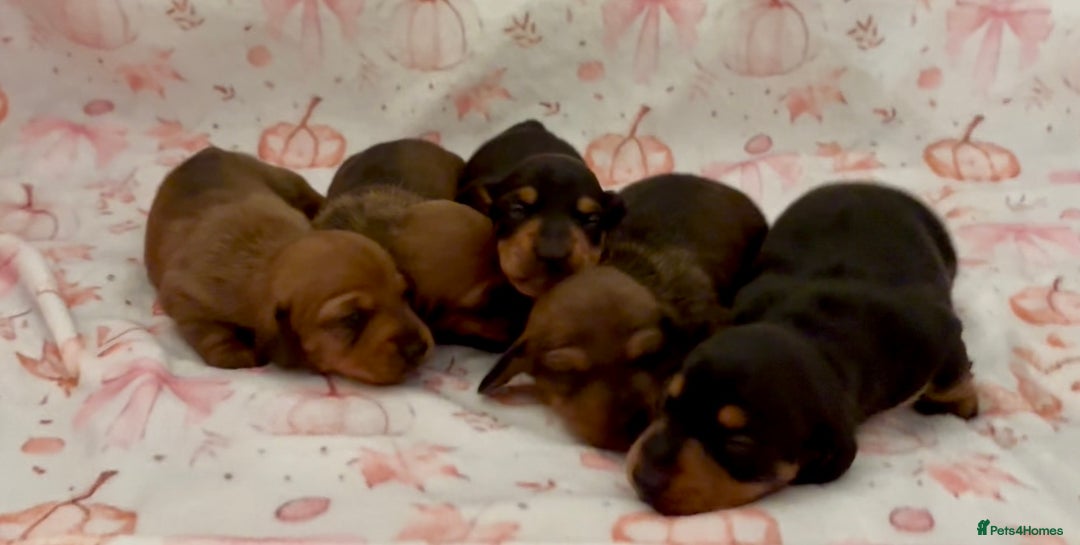 Miniature Dachshund dogs for sale: Vanitonia Miniature Smooth Dachshunds   - Advert 9