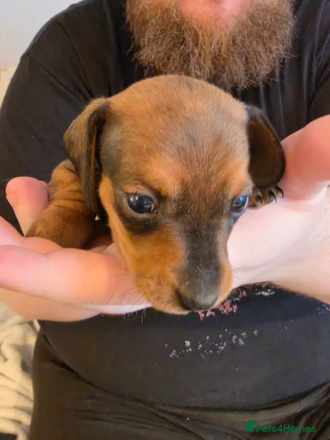 Miniature Dachshund dogs for sale: Minature dachshund Puppies - Advert 2