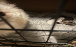Pomeranian dogs for sale: 4 tiny teddy faced Pomeranian baby’s.  - Image 7