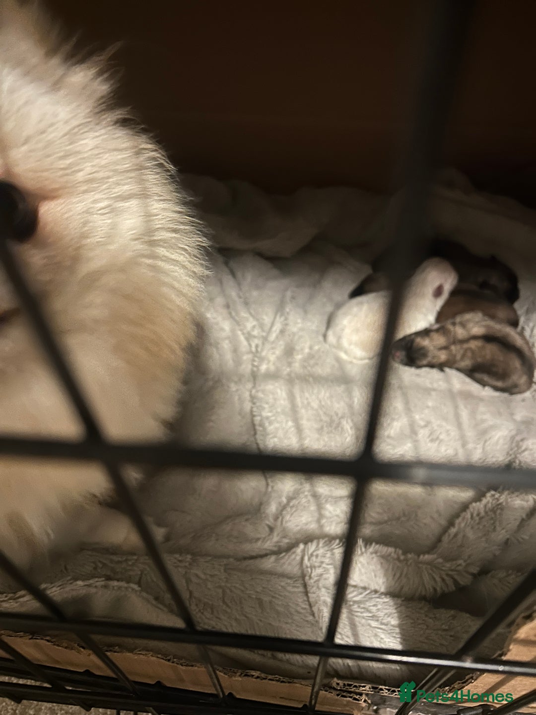 Pomeranian dogs for sale: 4 tiny teddy faced Pomeranian baby’s.  - Image 7