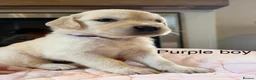 Golden Retriever dogs for sale:     Stunning KC Registered Golden Retriever Pups - Advert 21