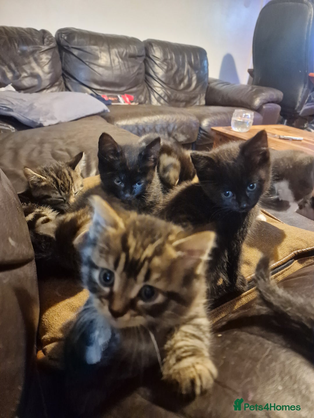 Mixed Breed cats for sale: Kittens looking for there forever homes  - Image 3