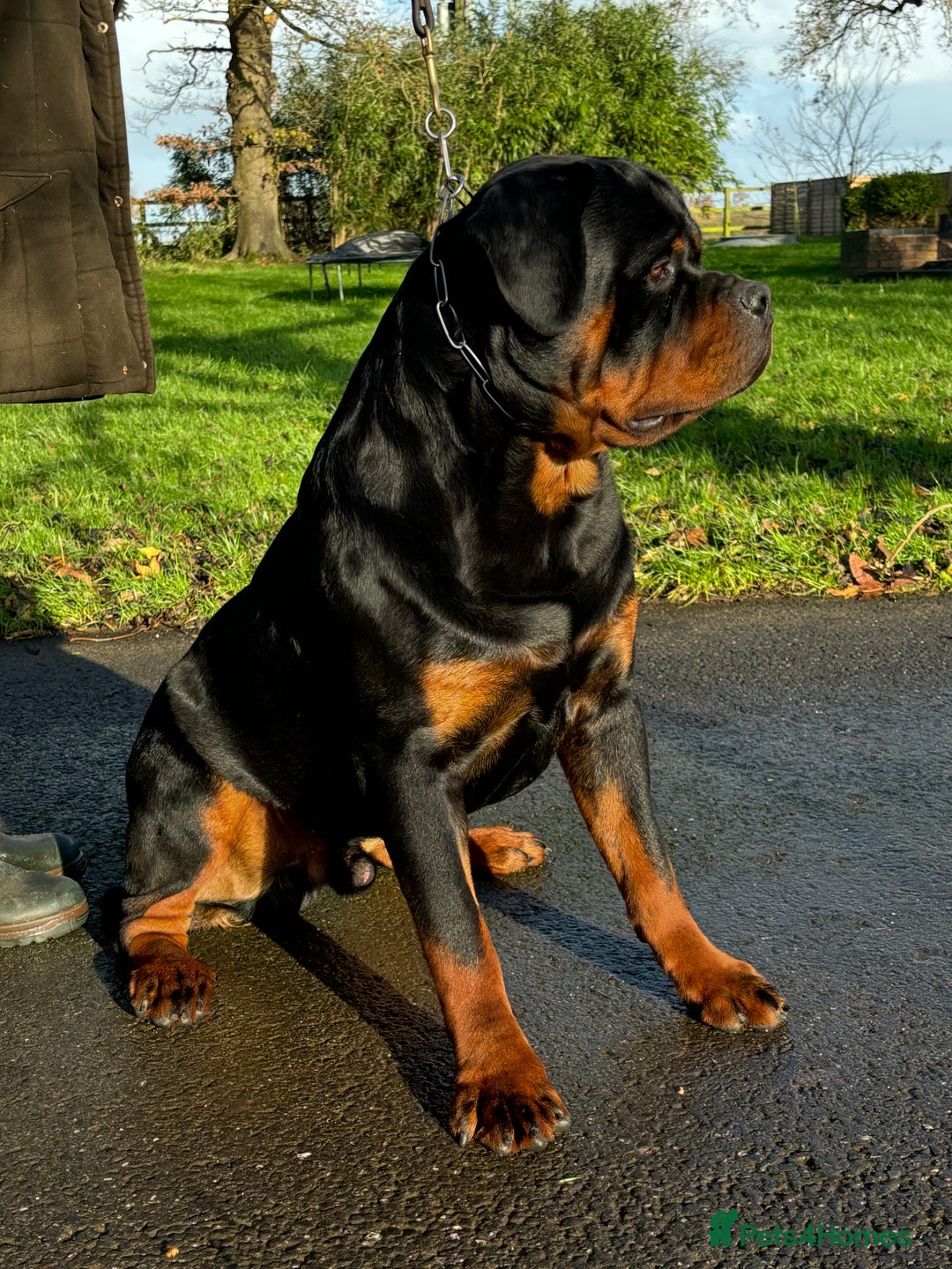 Rottweiler dogs for sale: 🏆 🦍 Elite Level Rottweiler Pups 🦍🏆 - Advert 9