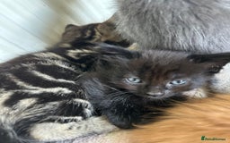 Mixed Breed cats for sale: Beautiful litter off kittens  - Image 5