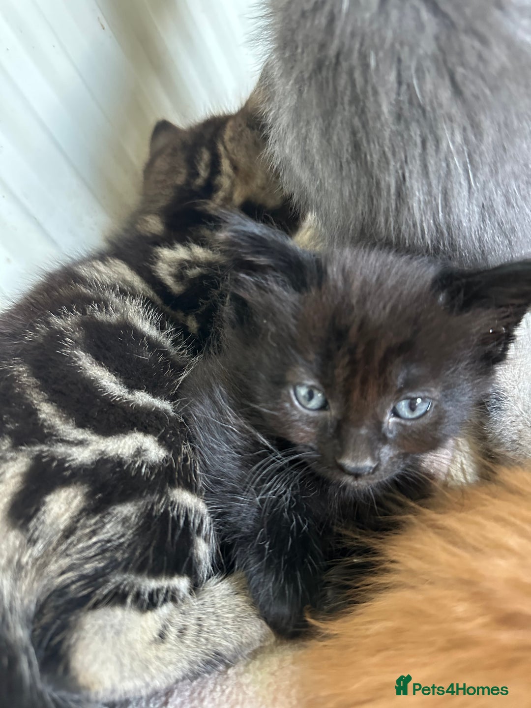 Mixed Breed cats for sale: Beautiful litter off kittens  - Image 5