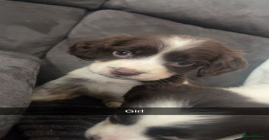 Cocker Spaniel dogs - Advert 10