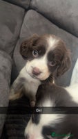 Cocker Spaniel dogs - Advert 13
