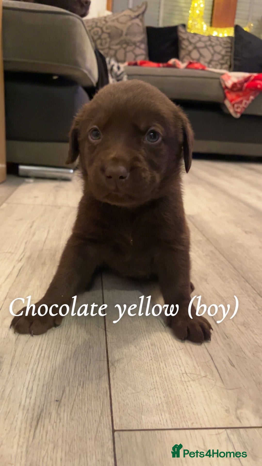 Labrador Retriever dogs for sale: Black & Chocolate Labrador pups  - Advert 4