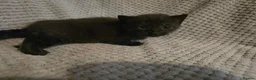 Mixed Breed cats for sale: Two black and white male kittens - Advert 8
