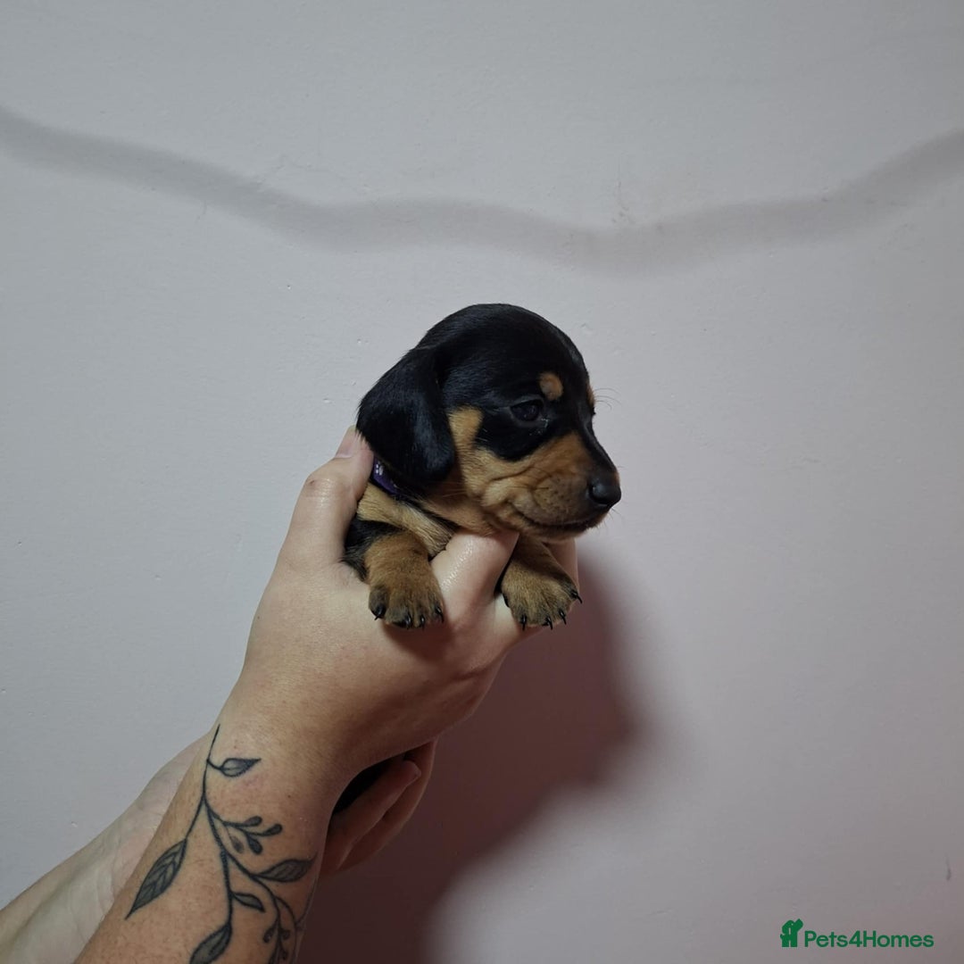 Dachshund dogs for sale: 5 gorgeous Dachsund puppies - Advert 5